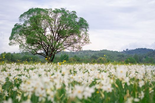 Coutryside view of flowering green spring meadow field of white narcissuses with lonely oak tree