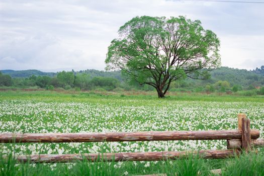 Coutryside view of flowering green spring meadow field with lonely oak tree behind wooden fence