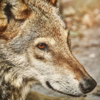 Close up Portrait of the Grey Wolf