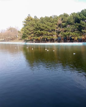 Birds on a lake in the park. Birds flying.