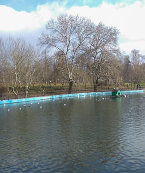 Birds on a lake in the park. Birds flying.