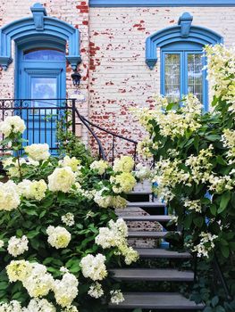 White gardenias decorating facade of a picturesque townhouse in Montreal. Quebec, Canada.