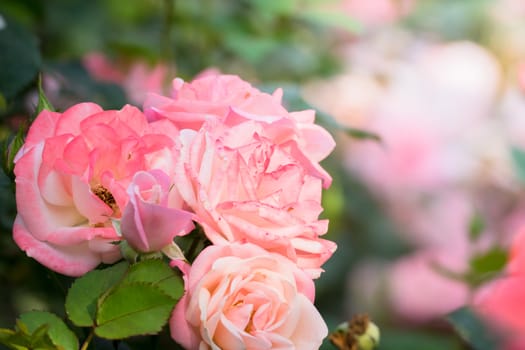 Roses in the garden, Roses are beautiful with a beautiful sunny day.