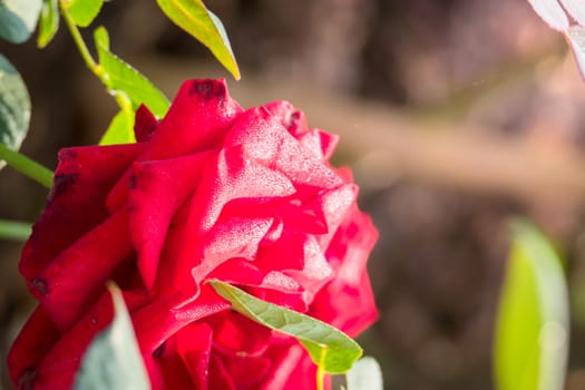 Roses in the garden, Roses are beautiful with a beautiful sunny day.