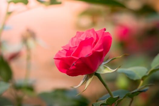 Roses in the garden, Roses are beautiful with a beautiful sunny day.