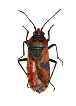 Red and Black Bug on white Background  -  Lygaeus equestris (Linnaeus, 1758)