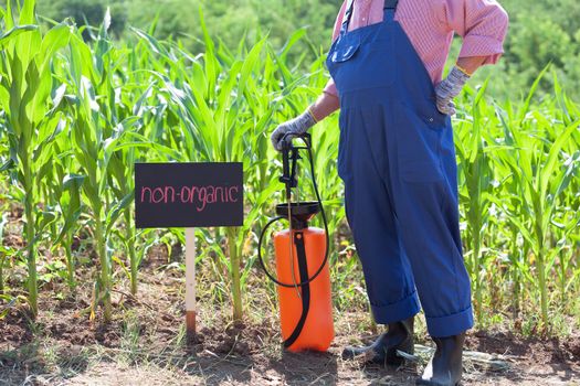 Farmer standing in front of the non-organic maize field