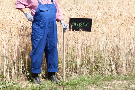 Farmer standing in front of the organic wheat field