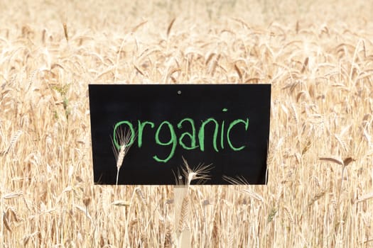 Wheat field with word organic written on blackboard