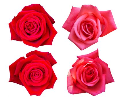 Beautiful Red Rose Flower Isolated On White Background, Flower For Lover And Wedding