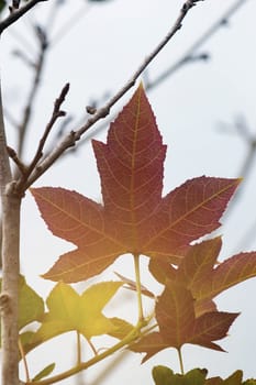 Colorful Foliage In Autumn Season, Warm Color Leave, Japanese Maple In Autumn