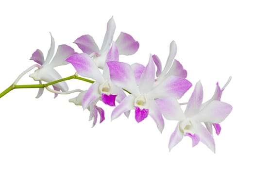 Overview Set Of White And Pink Orchid Flowers Isolated On White Background