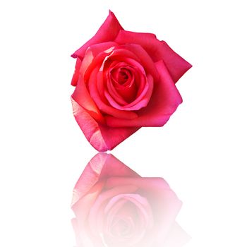 Beautiful Red Rose Flower On White Background, Flower For Lover And Wedding