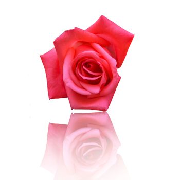 Beautiful Red Rose Flower On White Background, Flower For Lover And Wedding