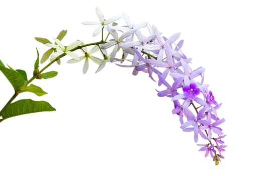 Purple Flower (Purple Wreath) Isolated On White Background.