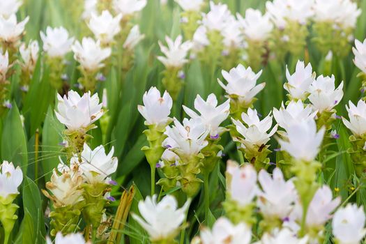 Curcuma Zanthorrhiza (Siam Tulip Curcuma Alismatifolia) Flower In The Nature With Soft Light.