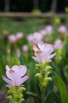 Curcuma Zanthorrhiza (Siam Tulip Curcuma Alismatifolia) Flower In The Nature With Soft Light.