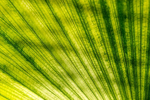 Texture Green Palm Leaf And Shadow, Abstract Background