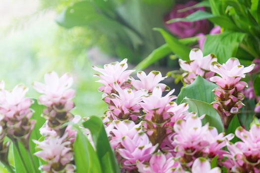 Curcuma Zanthorrhiza (Siam Tulip Curcuma Alismatifolia) Flower In The Nature With Soft Light.