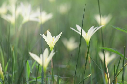 Beautiful Rain Lily Flower, Zephyranthes Lily Fairy Lily Little Witches. (Zephyranthas sp.)