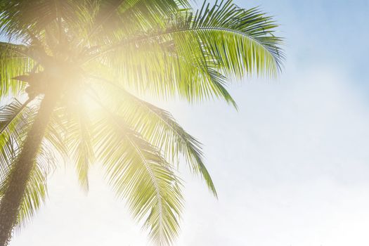 Coconut palm tree on sky background, Low Angle View. 