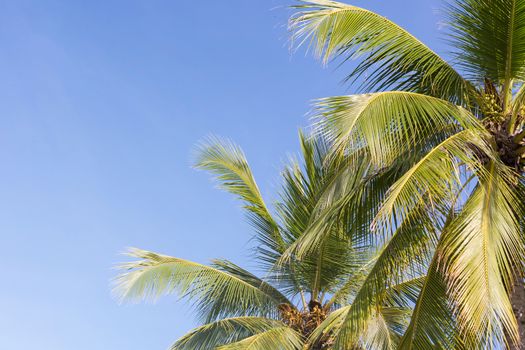 Coconut palm tree on sky background, Low Angle View. 