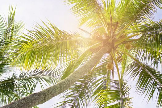 Coconut palm tree on sky background, Low Angle View. 