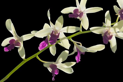 Image Of Beautiful Orchid Flowers Isolated On Black Background