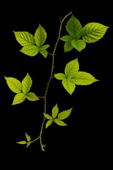 Blackberry fresh leaf isolated on black blackground