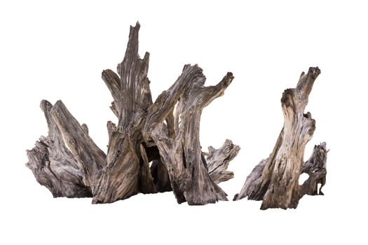 Rotten Dead Tree Trunk, Old Wooden Decay Isolated On White Background