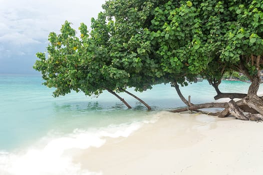 Green Trees Grow On White Sandy Beach, Andaman Sea Coast Thailand, Lipe Island
