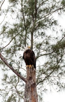 Adult bald eagle Haliaeetus leucocephalus stands guard near his nest on Marco Island, Florida in the winter.