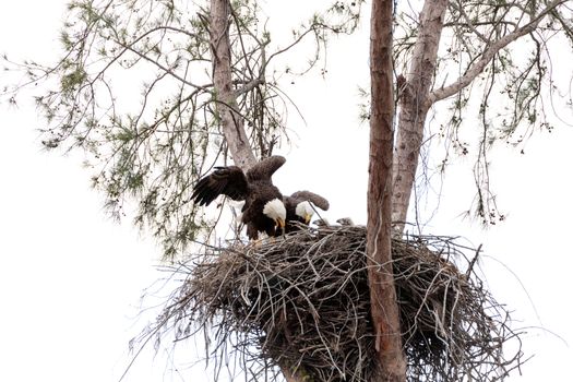 Family of two bald eagle Haliaeetus leucocephalus parents with their nest of chicks on Marco Island, Florida in the winter.