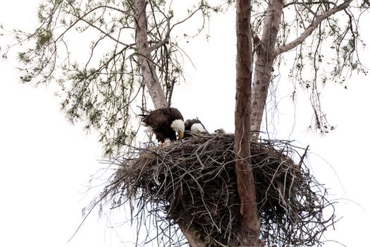 Family of two bald eagle Haliaeetus leucocephalus parents with their nest of chicks on Marco Island, Florida in the winter.