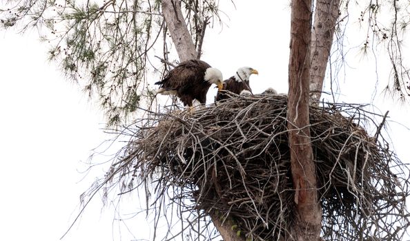 Family of two bald eagle Haliaeetus leucocephalus parents with their nest of chicks on Marco Island, Florida in the winter.