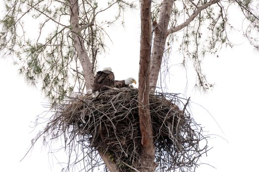 Family of two bald eagle Haliaeetus leucocephalus parents with their nest of chicks on Marco Island, Florida in the winter.