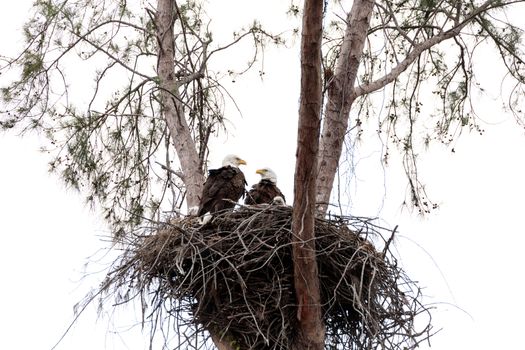 Family of two bald eagle Haliaeetus leucocephalus parents with their nest of chicks on Marco Island, Florida in the winter.