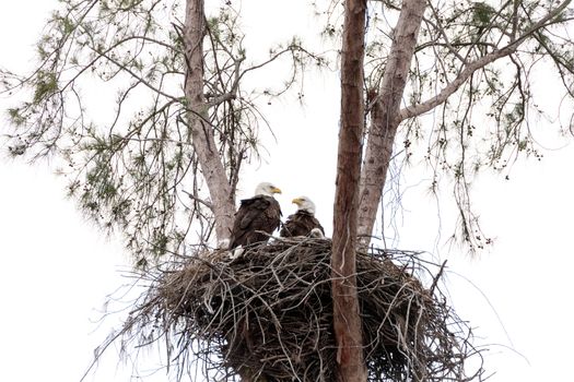 Family of two bald eagle Haliaeetus leucocephalus parents with their nest of chicks on Marco Island, Florida in the winter.