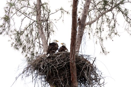 Family of two bald eagle Haliaeetus leucocephalus parents with their nest of chicks on Marco Island, Florida in the winter.