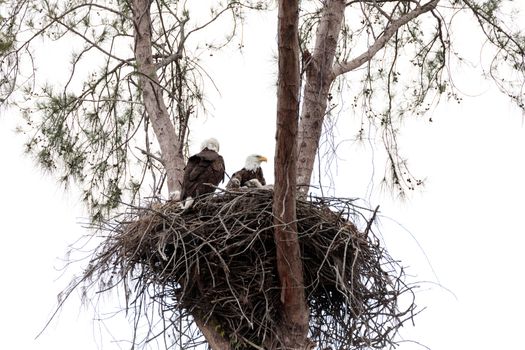 Family of two bald eagle Haliaeetus leucocephalus parents with their nest of chicks on Marco Island, Florida in the winter.