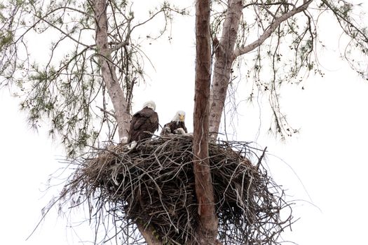 Family of two bald eagle Haliaeetus leucocephalus parents with their nest of chicks on Marco Island, Florida in the winter.