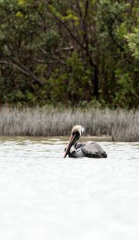 Brown pelican Pelecanus occidentalis in a marsh on Marco Island, Florida in winter