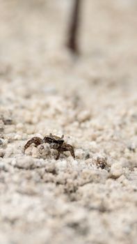 Fiddler crab Uca panacea comes out of its burrow in the marsh area before Tigertail Beach on Marco Island, Florida