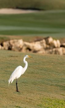 White great egret Ardea alba on a golf course in Florida