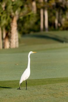 White great egret Ardea alba on a golf course in Florida