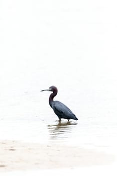 Little blue heron Egretta caerulea at Lakes Park in Fort Myers, Florida