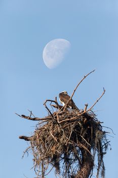 Waxing gibbous half moon over an Osprey bird Pandion haliaetus as it perches in its nest high above a marsh in the Ding Darling National Refuge on Sanibel Island, Florida