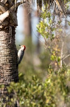 Red-bellied woodpecker Melanerpes carolinus pecks at a palm tree in Naples, Florida