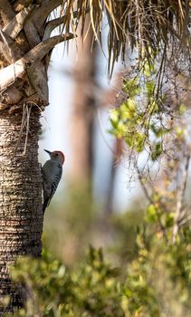 Red-bellied woodpecker Melanerpes carolinus pecks at a palm tree in Naples, Florida