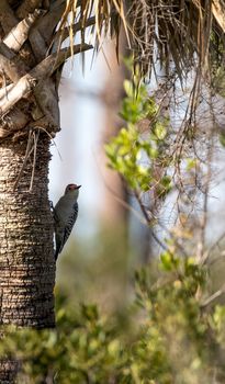 Red-bellied woodpecker Melanerpes carolinus pecks at a palm tree in Naples, Florida